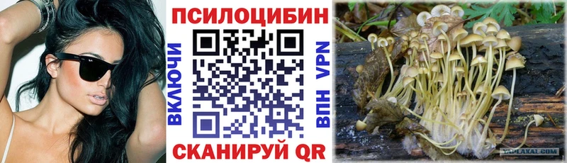 Галлюциногенные грибы Psilocybe  дарк нет формула  Ряжск  где купить   гидра вход 